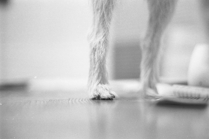 Lucky the Dog's Feet