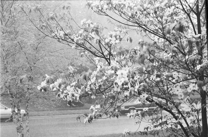 Downpour on a Tree